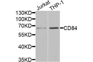 Western blot analysis of extracts of Jurkat and THP1 cells, using CD84 antibody. (CD84 anticorps)