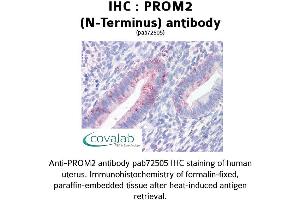 Image no. 1 for anti-Prominin 2 (PROM2) (N-Term) antibody (ABIN1738405)