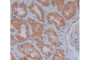 Used in DAB staining on fromalin fixed paraffin- embedded Kidney tissue (MFN1 anticorps  (AA 1-227))
