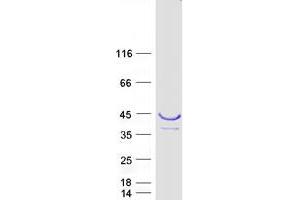 Validation with Western Blot