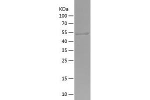 Western Blotting (WB) image for Exocyst Complex Component 7 (EXOC7) (AA 65-270) protein (His-IF2DI Tag) (ABIN7122860)