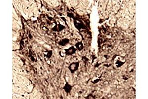 IHC on rat spinal cord (free floating cryo section) using rabbit Hap1 polyclonal antibody  at a dilution of 1 : 1000.