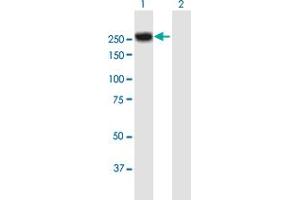 Western Blot analysis of MYH4 expression in transfected 293T cell line by MYH4 MaxPab polyclonal antibody.