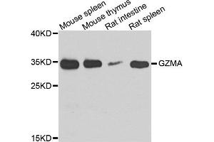 Western blot analysis of extract of various cells, using GZMA antibody. (GZMA anticorps)