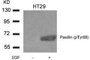 Image no. 2 for anti-Paxillin (PXN) (pTyr88) antibody (ABIN401592) (Paxillin anticorps  (pTyr88))