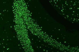 IF analysis of HnRNP A1 using anti-HnRNP A1 antibody (ABIN4886621).