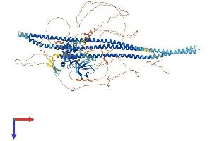 AlphaFold protein structure predicition of Human Recombinant SLK Protein, UniprotID Q9H2G2