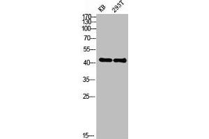 Western blot analysis of KB 293T lysis using EDG-2 antibody. (LPAR1 anticorps  (N-Term))