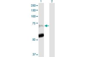 Western Blot analysis of PADI4 expression in transfected 293T cell line by PADI4 MaxPab polyclonal antibody. (PAD4 anticorps  (AA 1-663))