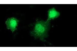 Anti-DNAJB1 mouse monoclonal antibody (ABIN2454060) immunofluorescent staining of COS7 cells transiently transfected by pCMV6-ENTRY DNAJB1 (RC201762). (DNAJB1 anticorps)