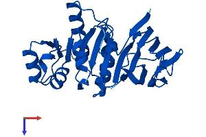 AlphaFold protein structure predicition of Human Recombinant TPK1 Protein, UniprotID Q9H3S4