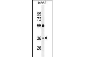 ESSPL Antibody (Center) (ABIN655436 and ABIN2844971) western blot analysis in K562 cell line lysates (35 μg/lane). (ESSPL anticorps  (AA 85-114))