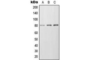 Western blot analysis of Frizzled 6 expression in MCF7 (A), Raw264. (FZD6 anticorps  (Center))