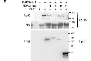 RAD54 acetylation is important for BRD9 recognition and HR activity. (Acetylated Lysine anticorps)