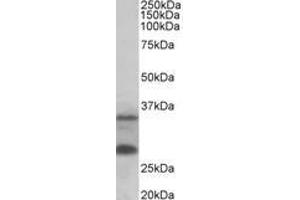 Image no. 1 for anti-U6 SnRNA Biogenesis 1 (USB1) (AA 154-167) antibody (ABIN1100335) (C16orf57 anticorps  (AA 154-167))