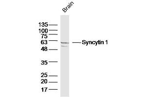 Mouse Brain lysates probed with Syncytin 1 Polyclonal Antibody, Unconjugated  at 1:300 dilution and 4˚C overnight incubation. (Syncytin A (SYNA) (AA 451-538) anticorps)