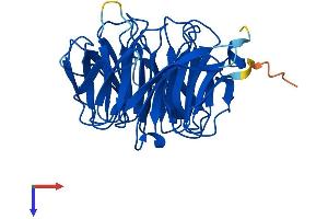 AlphaFold protein structure predicition of Human Recombinant PEX7 Protein, UniprotID O00628