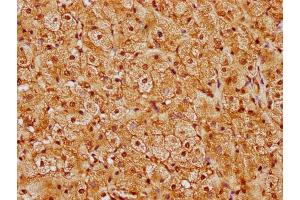 IHC image of nforHU diluted at 1:20 and staining in paraffin-embedded human adrenal gland tissue performed on a Leica BondTM system.