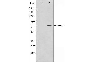 Western blot analysis on COS7 cell lysate using Cyclin A Antibody,The lane on the left is treated with the antigen-specific peptide. (Cyclin A anticorps)