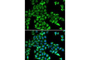 Immunofluorescence (IF) image for anti-Cystatin C (CST3) antibody (ABIN3022135) (CST3 anticorps)