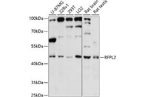 Western blot analysis of extracts of various cell lines, using RFPL2 antibody (ABIN7269923) at 1:3000 dilution. (RFPL2 anticorps  (AA 50-150))