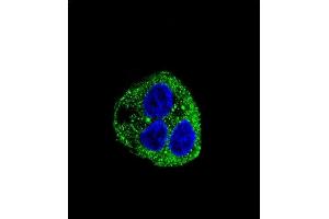 Confocal immunofluorescent analysis of Leptin (LEP) Antibody (C-term) (ABIN390092 and ABIN2840608) with HepG2 cell followed by Alexa Fluor® 488-conjugated goat anti-rabbit lgG (green).