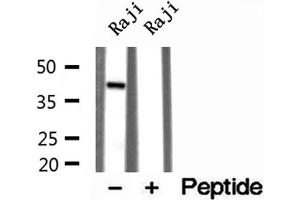Western blot analysis of extracts of Raji cells, using TIA1 antibody. (TIA1 anticorps  (Internal Region))