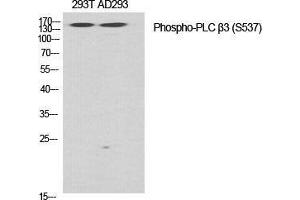 Western Blot (WB) analysis of specific cells using Phospho-PLC beta3 (S537) Polyclonal Antibody. (PLCB3 anticorps  (pSer537))