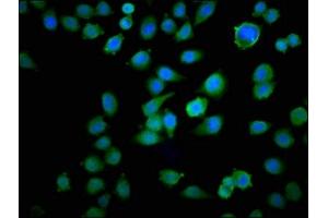 Immunofluorescence staining of Hela cells with ABIN7172906 at 1:100, counter-stained with DAPI.