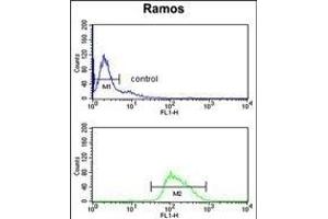 POU2AF1 Antibody (N-term) (ABIN653040 and ABIN2842654) flow cytometry analysis of Ramos cells (bottom histogram) compared to a negative control cell (top histogram).