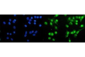 IF analysis of HAP1 using anti-HAP1 antibody (ABIN7599522). (HAP1 anticorps  (AA 1-671))