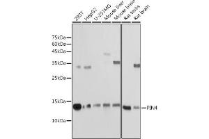 Western blot analysis of extracts of various cell lines, using PIN4 antibody (ABIN7269209) at 1:1000 dilution. (PIN4 anticorps)
