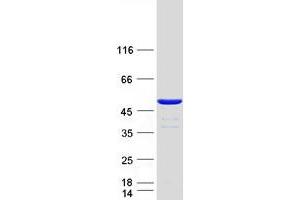 Validation with Western Blot