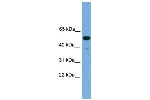 WB Suggested Anti-Onecut3 Antibody Titration:  0. (ONECUT3 anticorps  (C-Term))