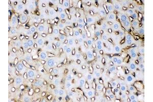 Apolipoprotein E was detected in paraffin-embedded sections of mouse liver tissues using rabbit anti- Apolipoprotein E Antigen Affinity purified polyclonal antibody (Catalog # ) at 1 µg/mL.