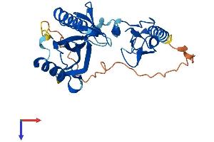 AlphaFold protein structure predicition of Mouse Recombinant Plekhf1 Protein, UniprotID Q3TB82