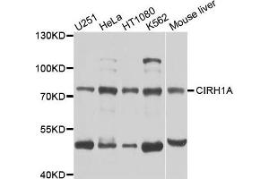Western blot analysis of extracts of various cells, using CIRH1A antibody. (CIRH1A anticorps)