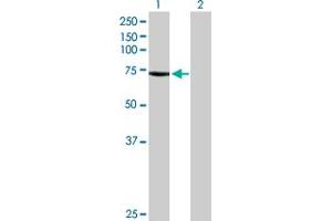 Western Blot analysis of BEST1 expression in transfected 293T cell line by BEST1 MaxPab polyclonal antibody. (Bestrophin 1 anticorps  (AA 1-604))