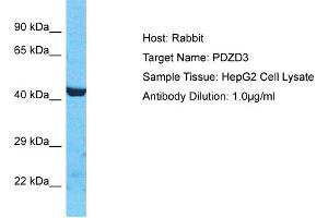 Host: Rabbit Target Name: PDZD3 Sample Type: HepG2 Whole Cell lysates Antibody Dilution: 1. (PDZD3 anticorps  (N-Term))