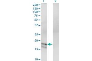 Western Blot analysis of GCG expression in transfected 293T cell line by GCG monoclonal antibody (M02), clone 1E2-E6.