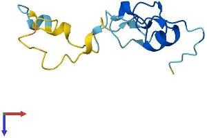 AlphaFold protein structure predicition of Human Recombinant CRIPT Protein, UniprotID Q9P021