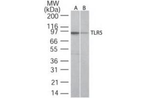 Image no. 2 for anti-Toll-Like Receptor 5 (TLR5) (AA 700-800) antibody (ABIN208231) (TLR5 anticorps  (AA 700-800))