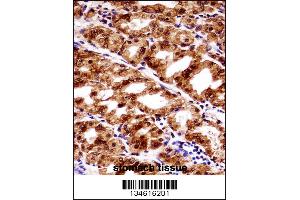 PAX7 Antibody immunohistochemistry analysis in formalin fixed and paraffin embedded human stomach tissue followed by peroxidase conjugation of the secondary antibody and DAB staining.