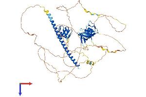 CD2-Associated Protein (Cd2ap) (AA 1-639) protein (His tag)
