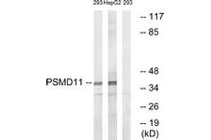 Western blot analysis of extracts from 293/HepG2 cells, using PSMD11 Antibody. (PSMD11 anticorps  (AA 271-320))