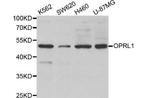 Western blot analysis of extracts of various cell lines, using OPRL1 antibody (ABIN5971593) at 1/500 dilution.