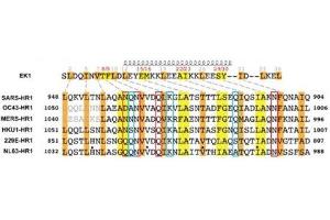 HR1 residues involved in interactions with EK1 are conserved across different HCoVs. (SARS-CoV-2 Spike peptide (Cy5))