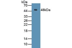 Detection of Recombinant FGF7, Human using Polyclonal Antibody to Fibroblast Growth Factor 7 (FGF7) (FGF7 anticorps  (AA 32-194))