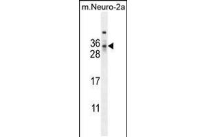 Western blot analysis in mouse Neuro-2a cell line lysates (35ug/lane). (MAF1 anticorps  (AA 90-117))