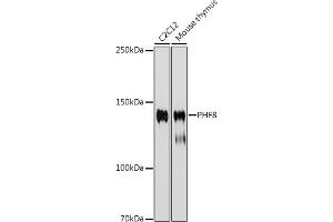 Western blot analysis of extracts of various cell lines, using PHF8 antibody (ABIN7269263) at 1:1000 dilution. (PHF8 anticorps)